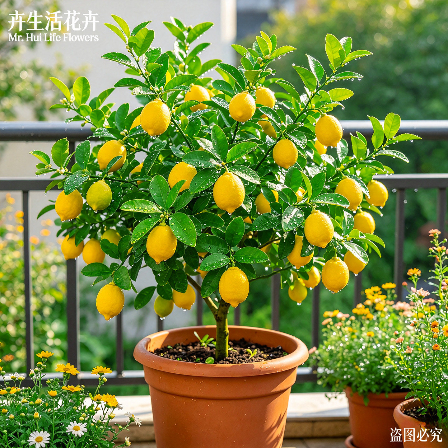 香水柠檬树盆栽带果室内阳台四季开花结果可食用果树苗