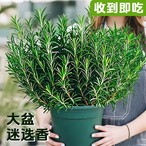 迷迭香盆栽驱蚊烘焙西餐可食用