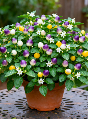 【爆果苗】苹果椒盆栽可食用七彩辣椒树苗朝天椒室外阳台开花结果