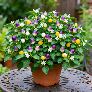 【爆果苗】苹果椒盆栽可食用七彩辣椒树苗朝天椒室外阳台开花结果