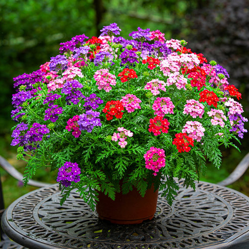 细叶美女樱盆栽花苗阳台庭院多年生宿根植物耐寒耐热花期长花卉