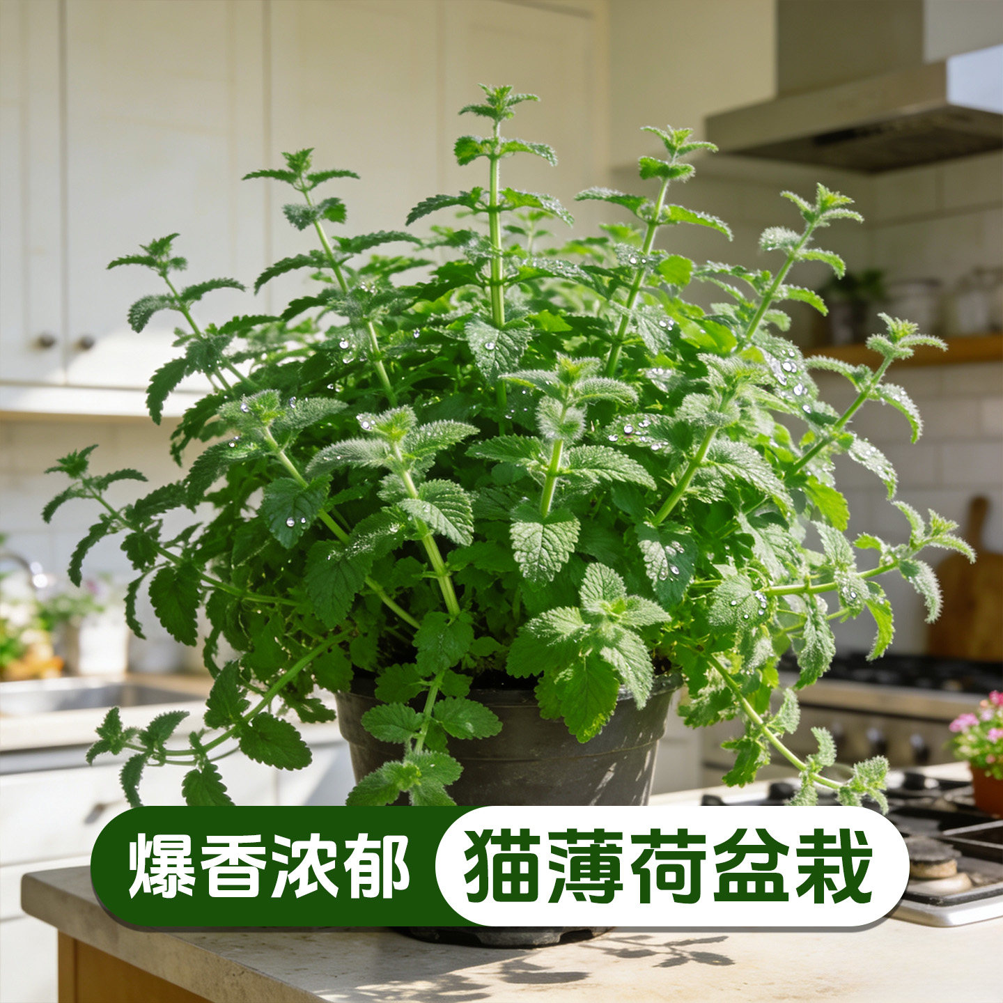 【趣味逗猫】猫薄荷盆栽阳台可食用香草庭院好养易活多年生绿植苗