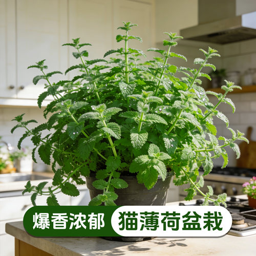 【趣味逗猫】猫薄荷盆栽阳台可食用香草庭院好养易活多年生绿植苗