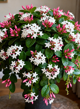 【浓香】粉苞茉莉盆栽越南笔尖茉莉花卉植物阳台冷凉开花粉茉莉