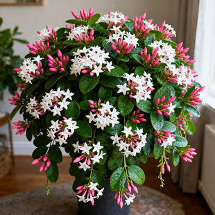 【浓香】粉苞茉莉盆栽越南笔尖茉莉花卉植物阳台冷凉开花粉茉莉