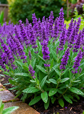 蓝山鼠尾草盆栽花苗林荫鼠尾草阳台庭院花镜植物净化蓝色景观花卉