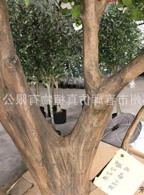 厂家定制高仿真鸡蛋花树室内外大型景观假树商场装饰假鸡蛋花树