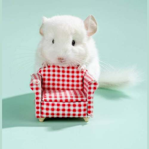 毛绒长不大小宠物自家繁育幼崽