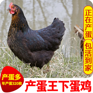 散养高产蛋王鸡黑凤下蛋鸡活鸡包活到家粉绿壳蛋活体母鸡麻羽土鸡
