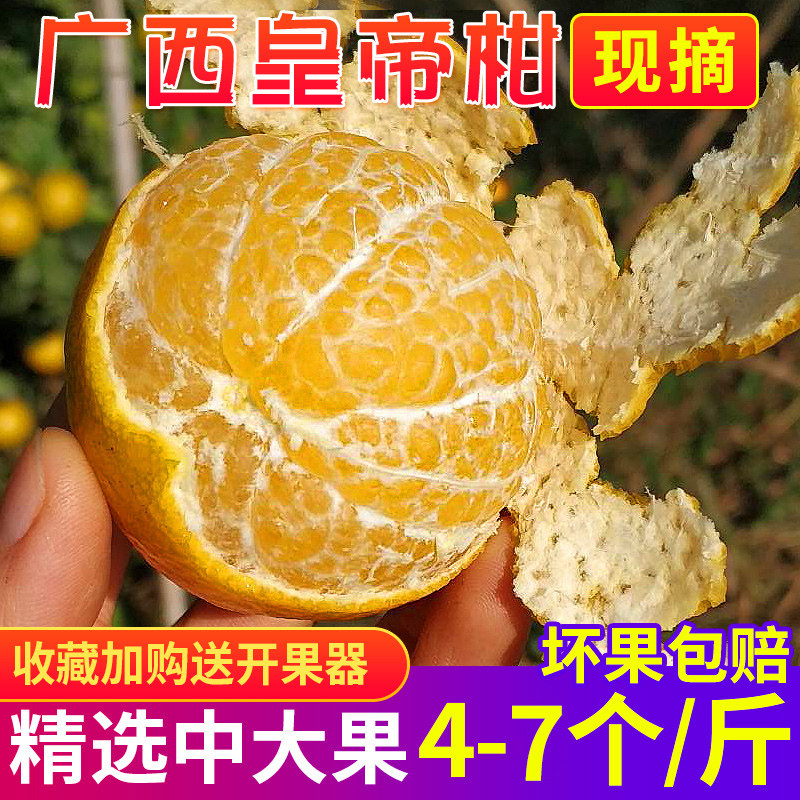 广西武鸣皇帝柑中大果新鲜当季水果茂谷柑黄帝橘贡柑广西水果