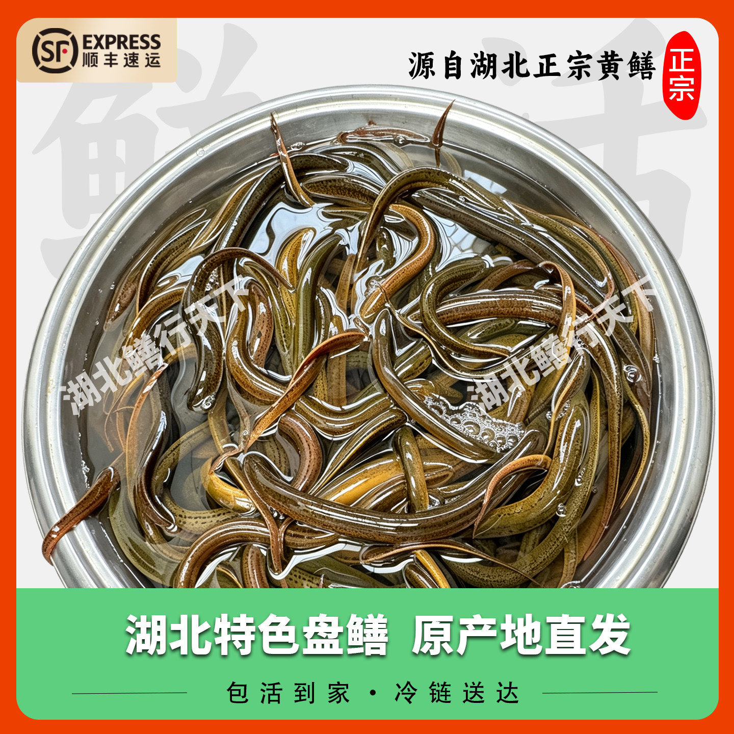 湖北鲜活盘龙鳝冷链发货包活到家