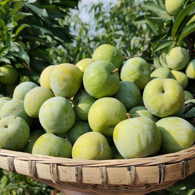 四川重庆巫山万州分水脱骨青脆李子现摘当季孕妇新鲜水果优惠提前