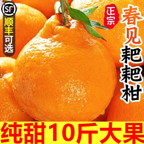 四川特级春见耙耙柑粑粑柑9斤