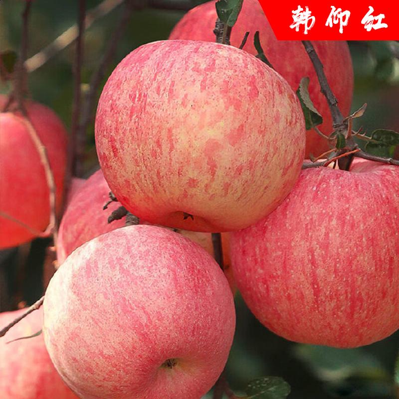 韩仰红山西运城80红富士苹果