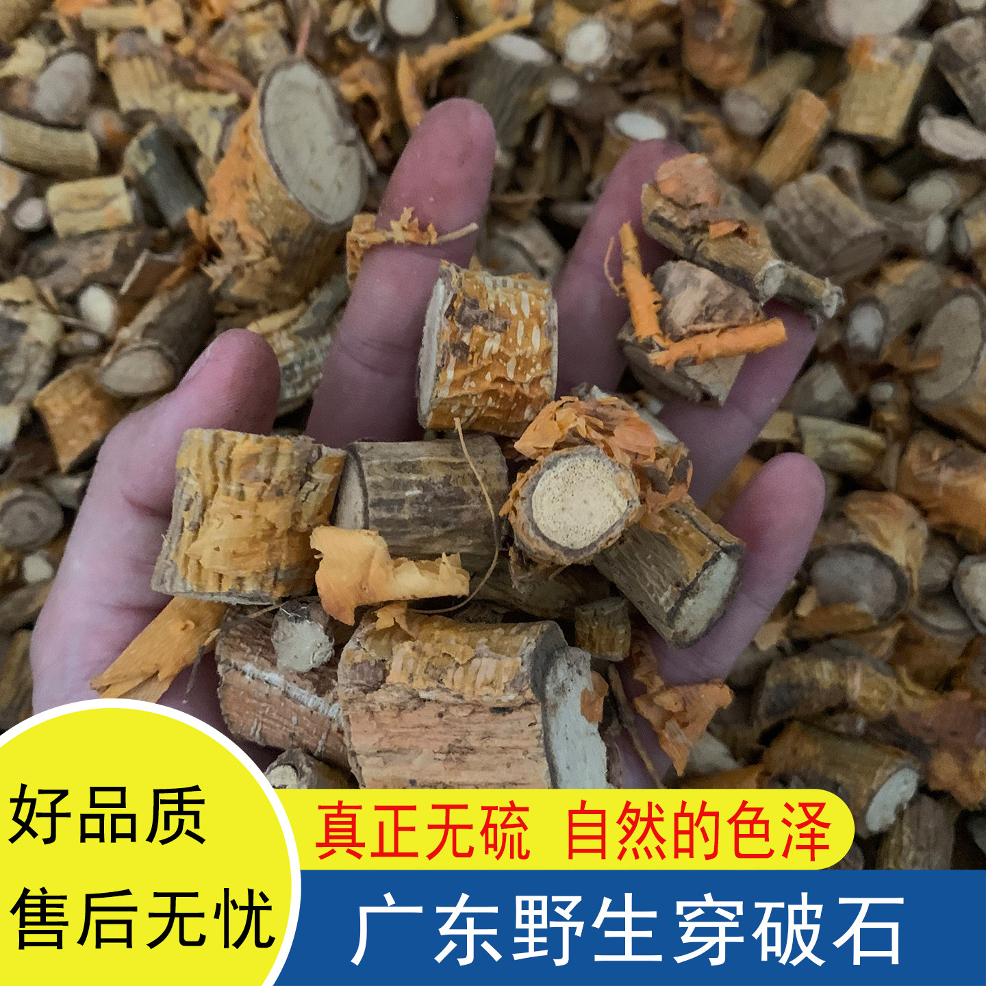 野生穿破石川破石柘树根地棉根柘根柘木根广东罗定九层皮天然干货