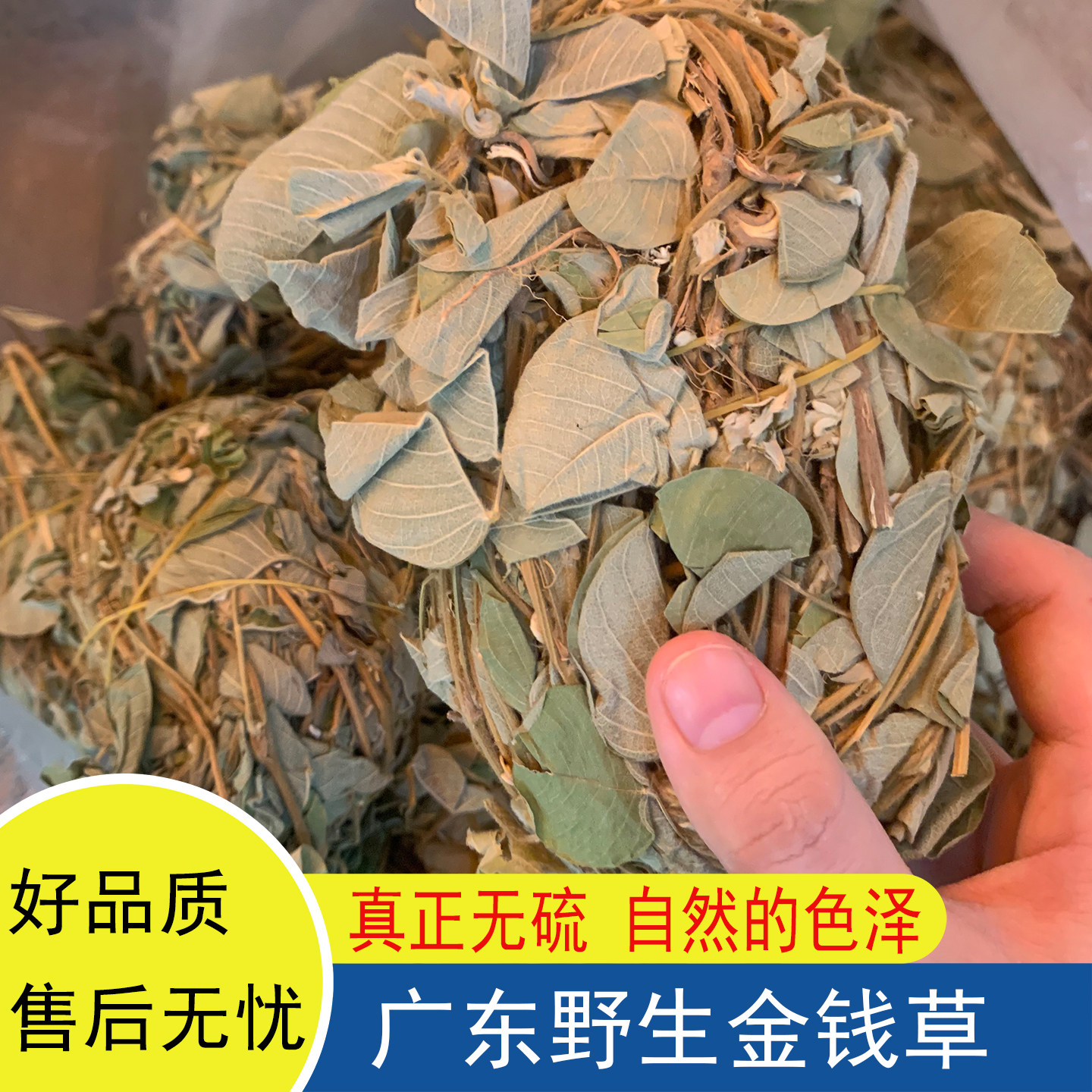 广东金钱草大叶煲汤料野生广金钱草无硫无洗干货泡水金前草过路黄