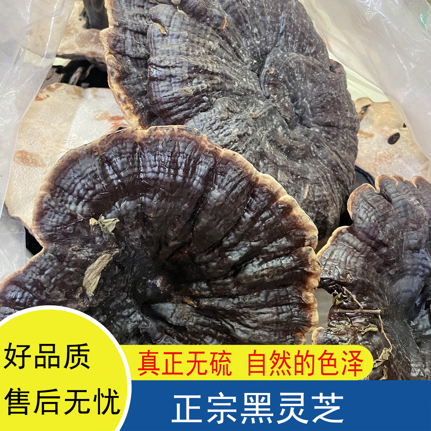 云南黑灵芝泡水广东煲汤干货整朵无硫无添加灵芝整枝大朵泡酒正宗