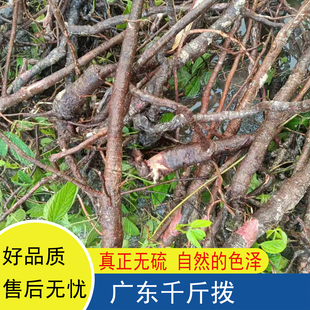 千斤拔汤料千斤吊钻地风千金拔广东钉地根吊马桩干货老鼠尾一条根