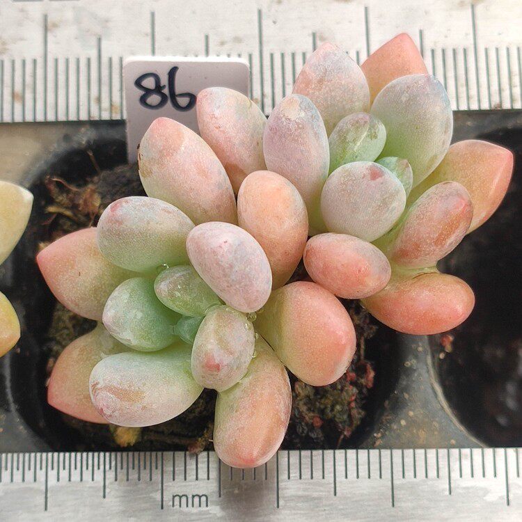 木糖醇 圆滚滚多肉植物一物一拍 粉色系 小五子园艺