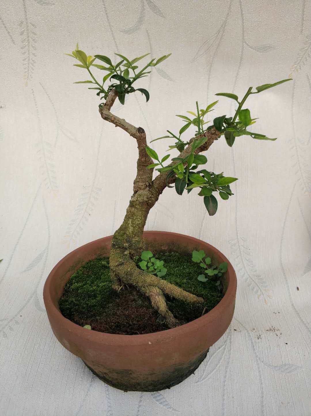 迎夏微型盆景探春盆景