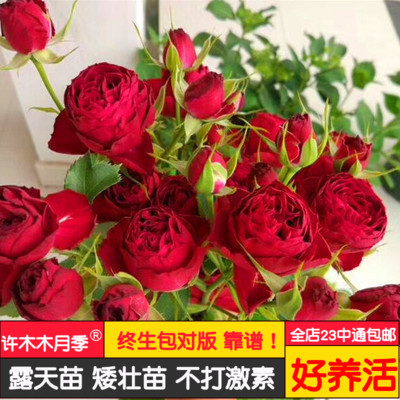 红色月季耐晒阳台盆栽玫瑰花苗