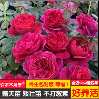 许木木月季玫瑰浓香多季节