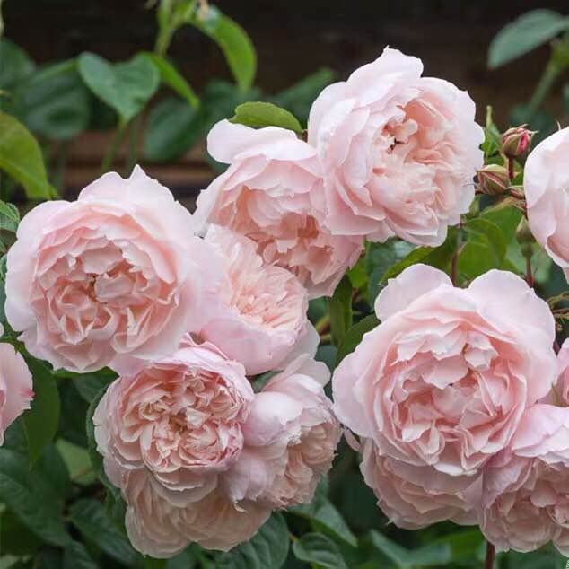 慷慨园丁奥斯汀欧月中型藤本勤花