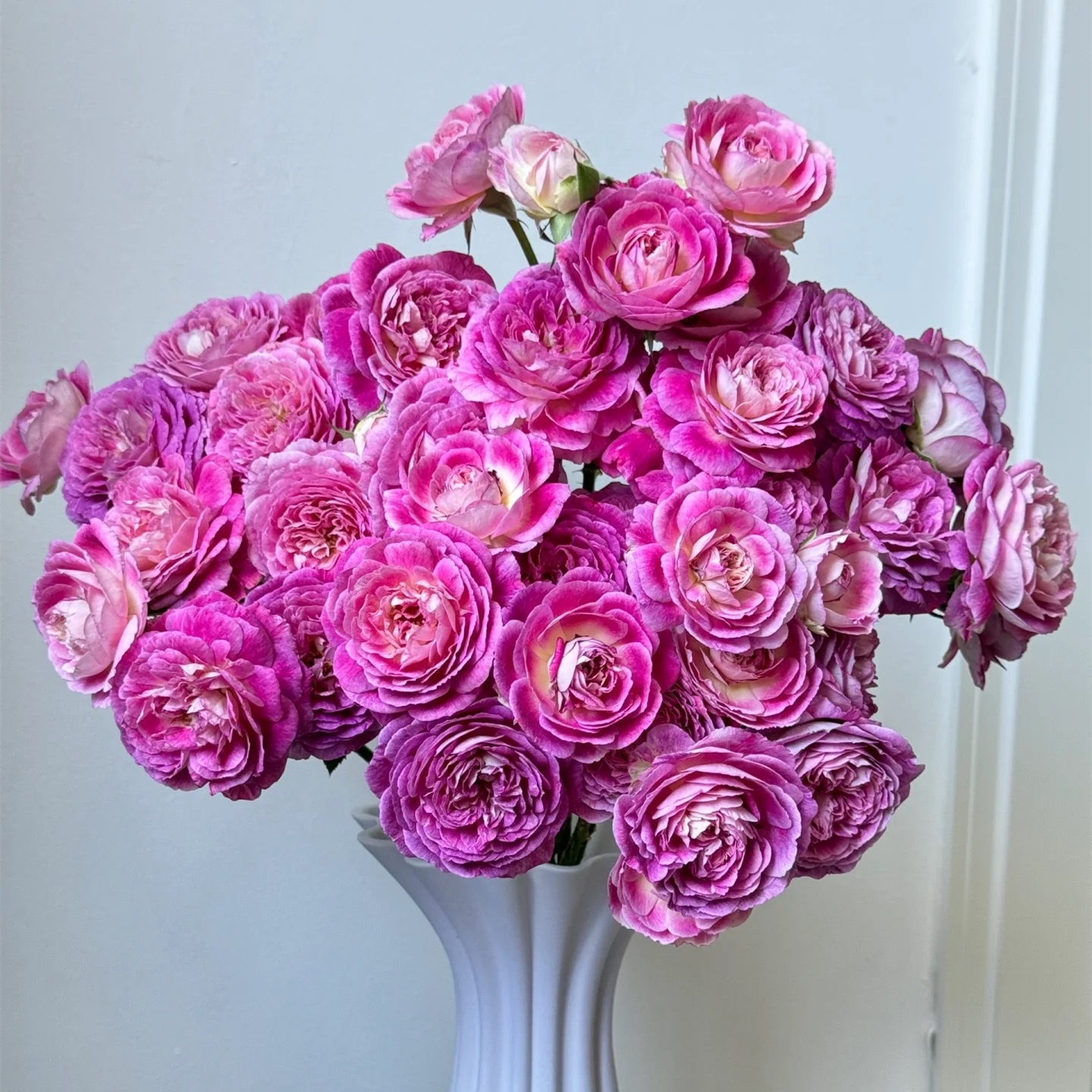 合唱团经典浓香大花紫色月季