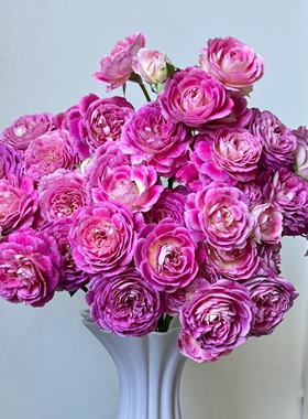 合唱团经典浓香大花紫色月季盆栽阳台包对版抗性好爆花月季多头