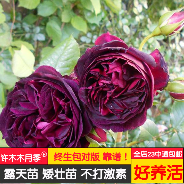 王子月季黑红色灌木月季大花浓香勤花多季节开花奥斯汀-许木木