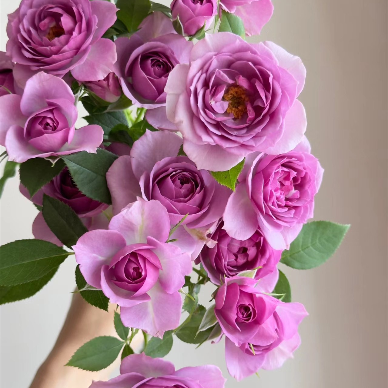 许木木月季盆栽花月季绿植阳台