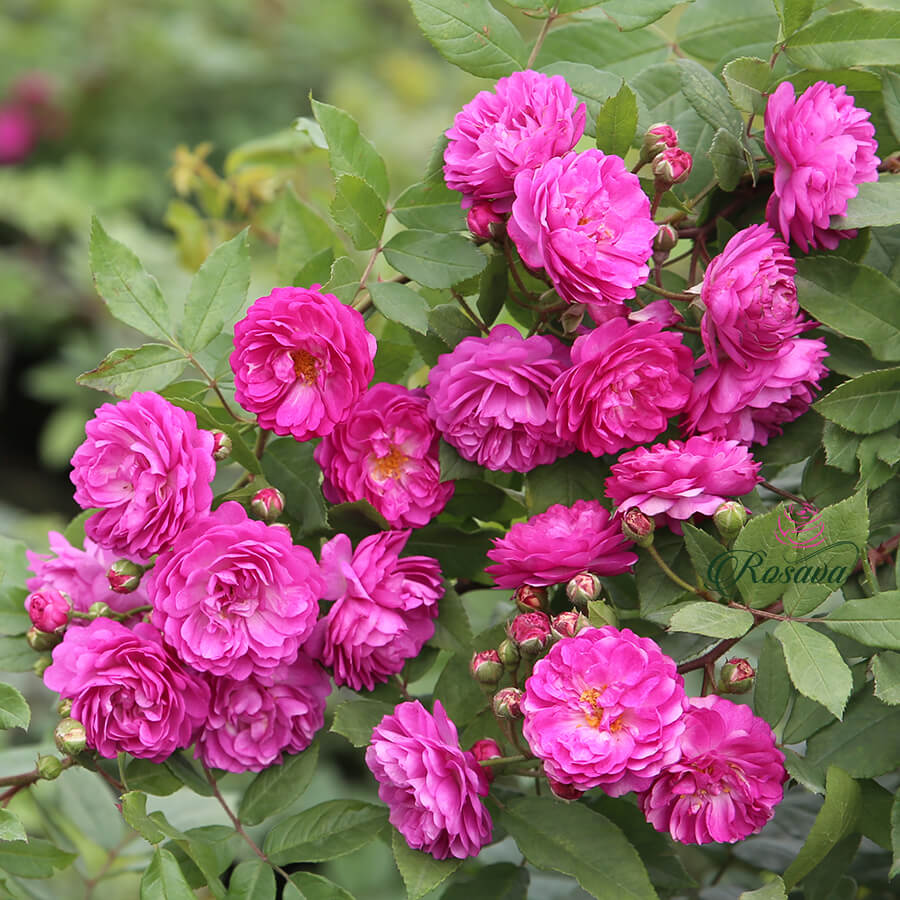 葡萄园蓝紫色耐寒藤本月季