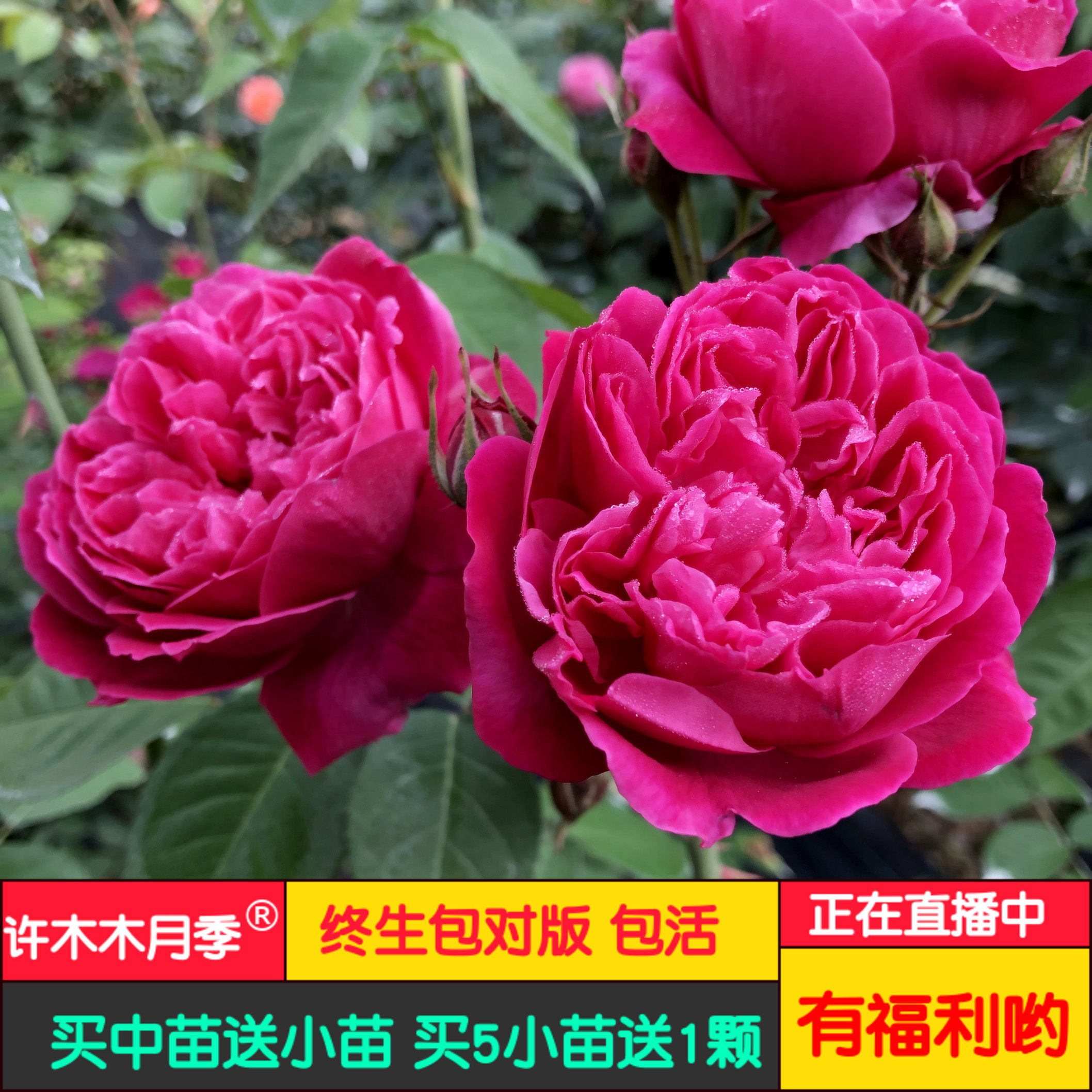 紫燕飞舞 超级浓香经典藤本月季大花中国古老多季开花-许木木月季