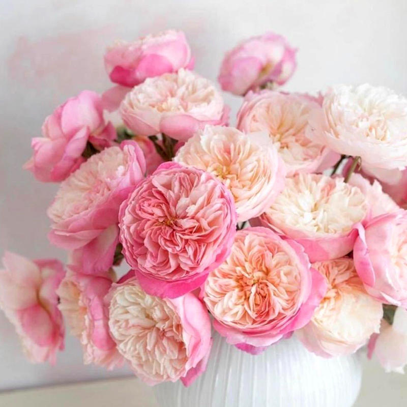 光环日月新品许木木月季