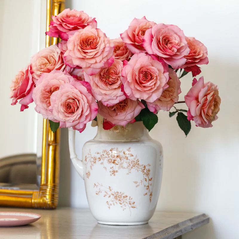 许木木月季玫瑰复色直立