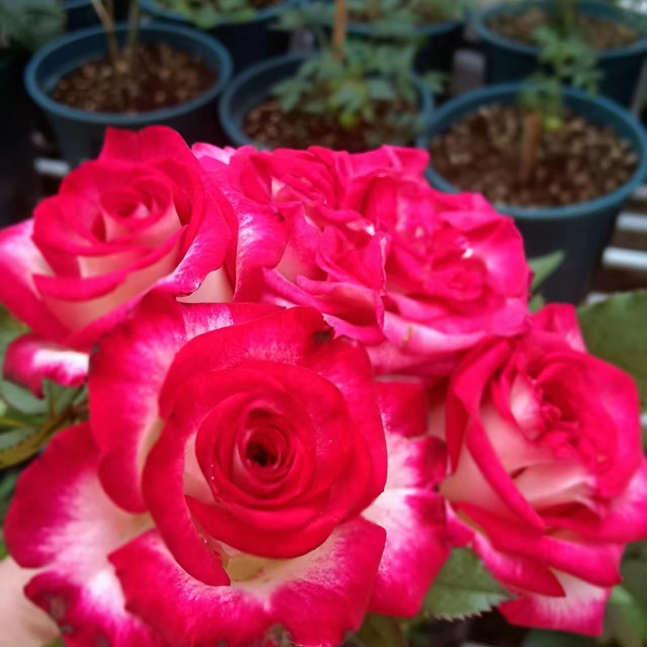 许木木复色切花多头多季节开花