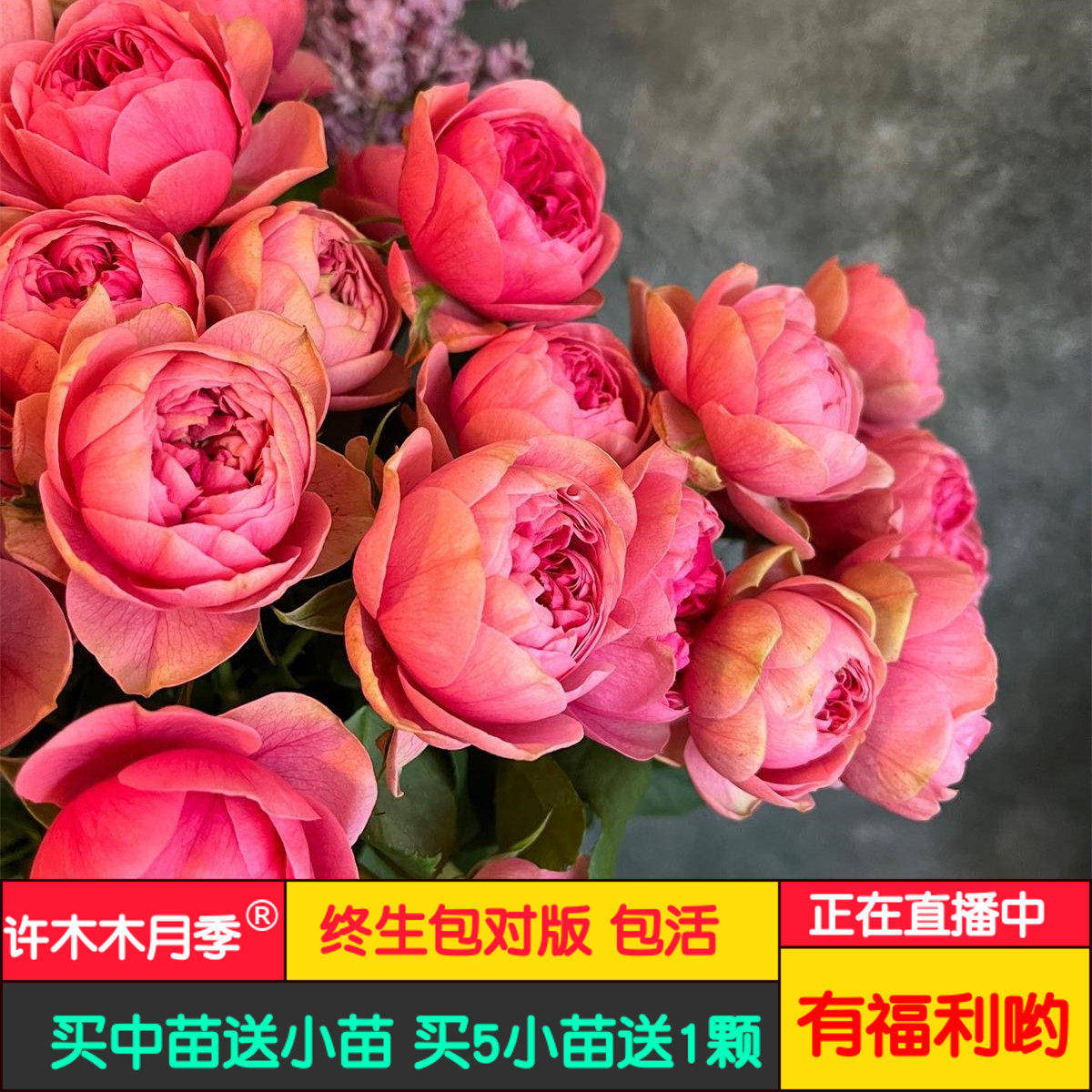 枫叶玫瑰莲花宝石日本月季花型多季开花小灌木月季庭院盆栽露台