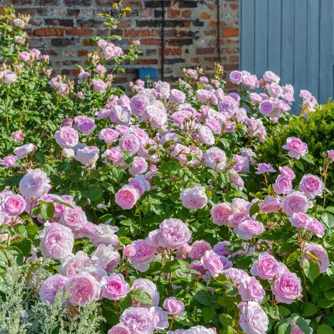 奥利维亚奥斯汀经典大花浓香月季