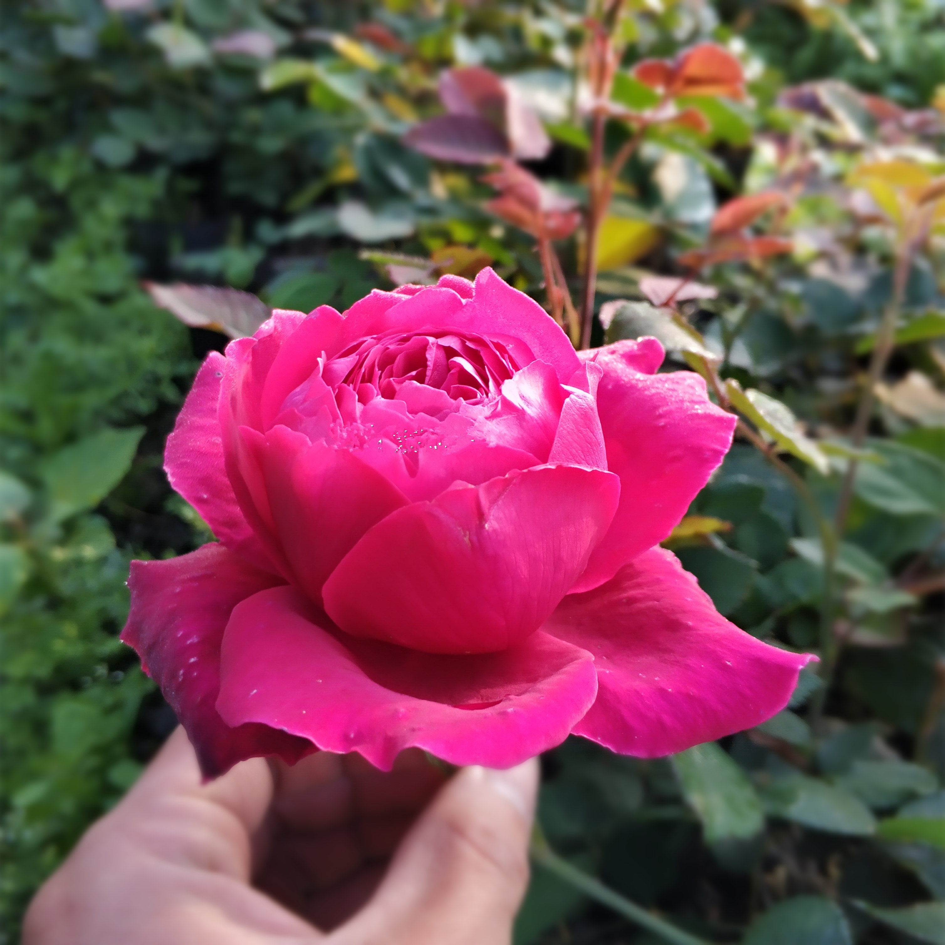 紫荷浓香漂亮古老月季大花紫红色包对版月季-许木木