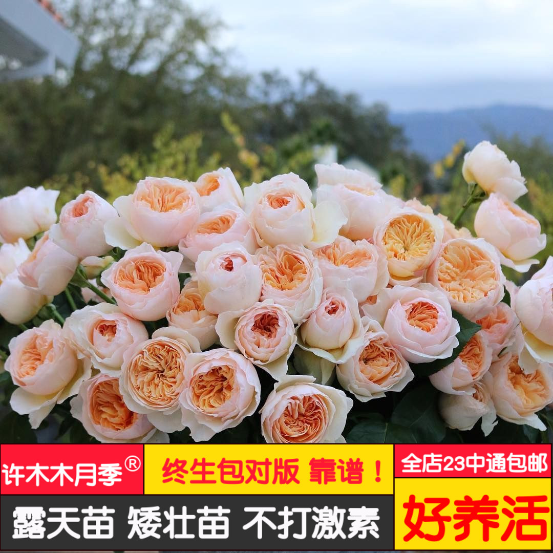 奥斯汀月季品种朱丽叶