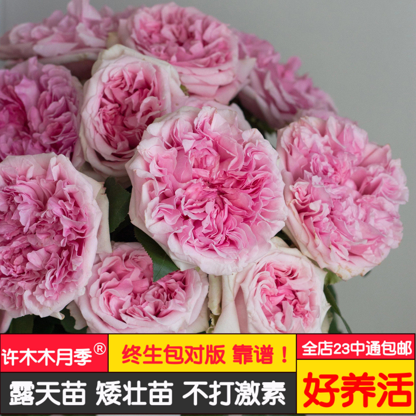 米兰达粉色超级大花切花奥斯汀多季节重复盛开粉嫩耐开-许木木