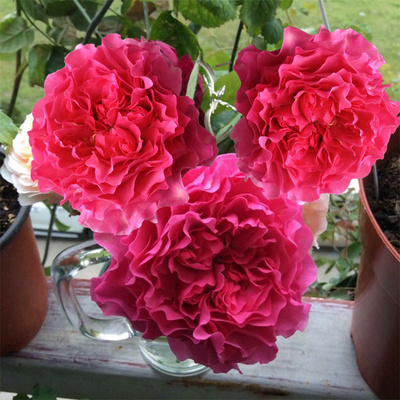 庭院阳台切花月季玫瑰