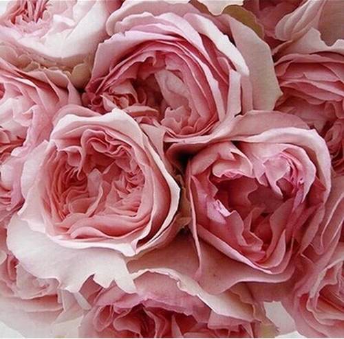 多季节月季阳台庭院许木木伊芙