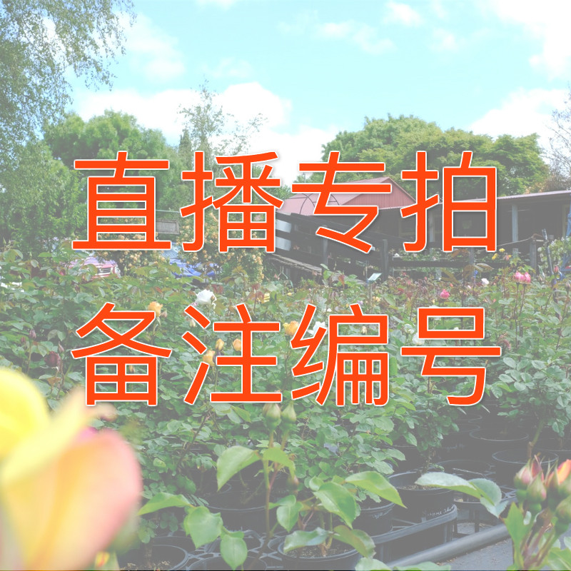 直播一物一拍许木木直播专拍