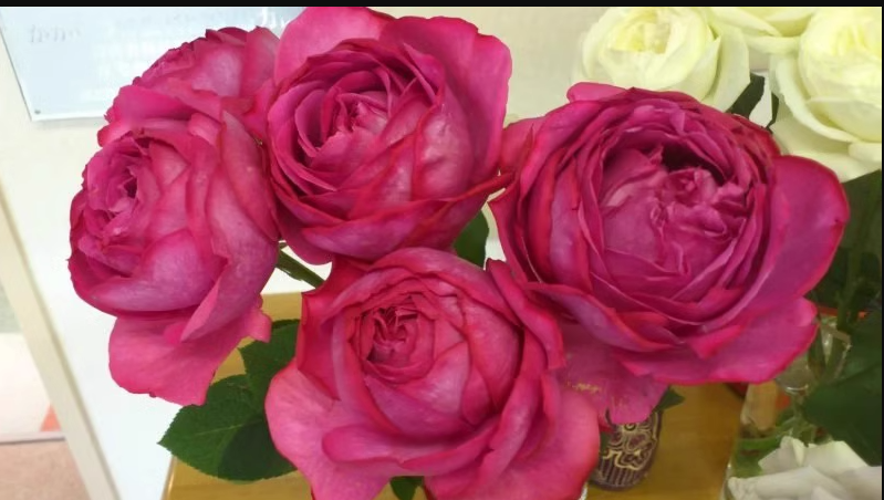 许木木月季玫瑰大花浓香