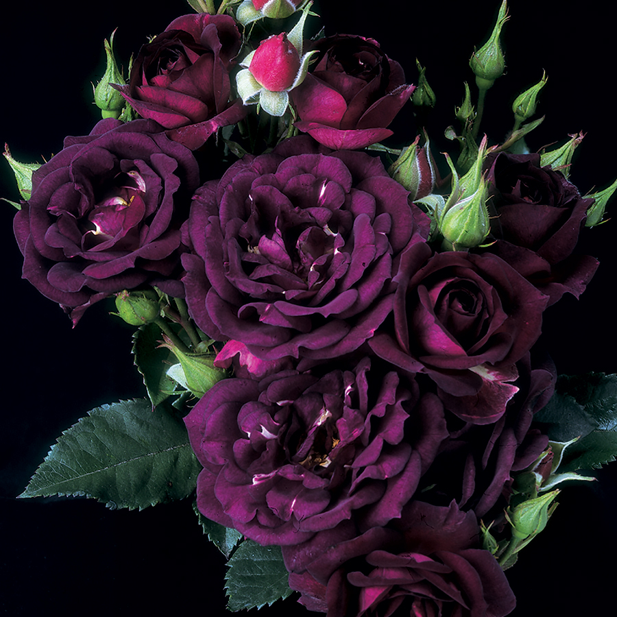 午夜灌木庭院月季玫瑰