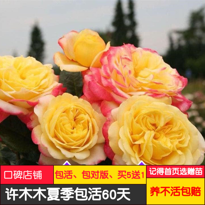 庆典庆典杂交多季节大花灌木