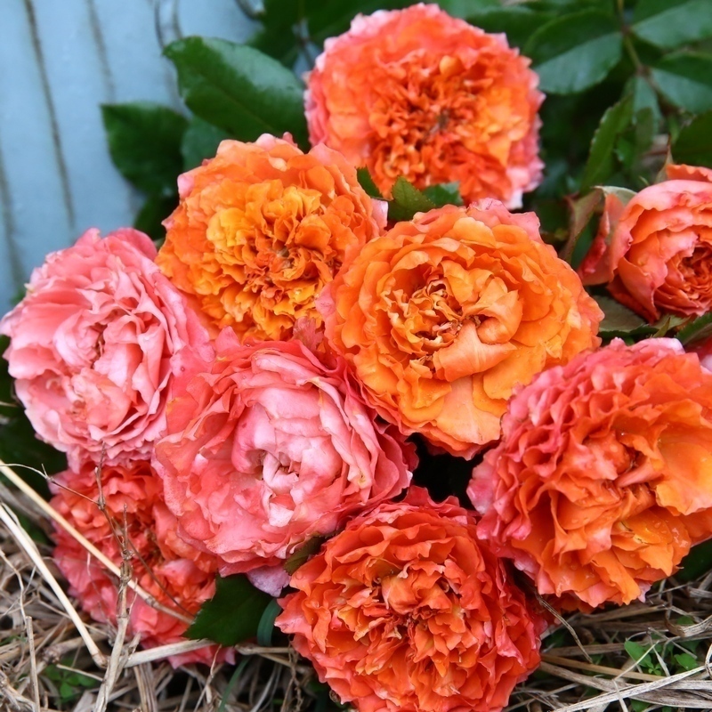 品种灌木橙色盆栽灌木许木木