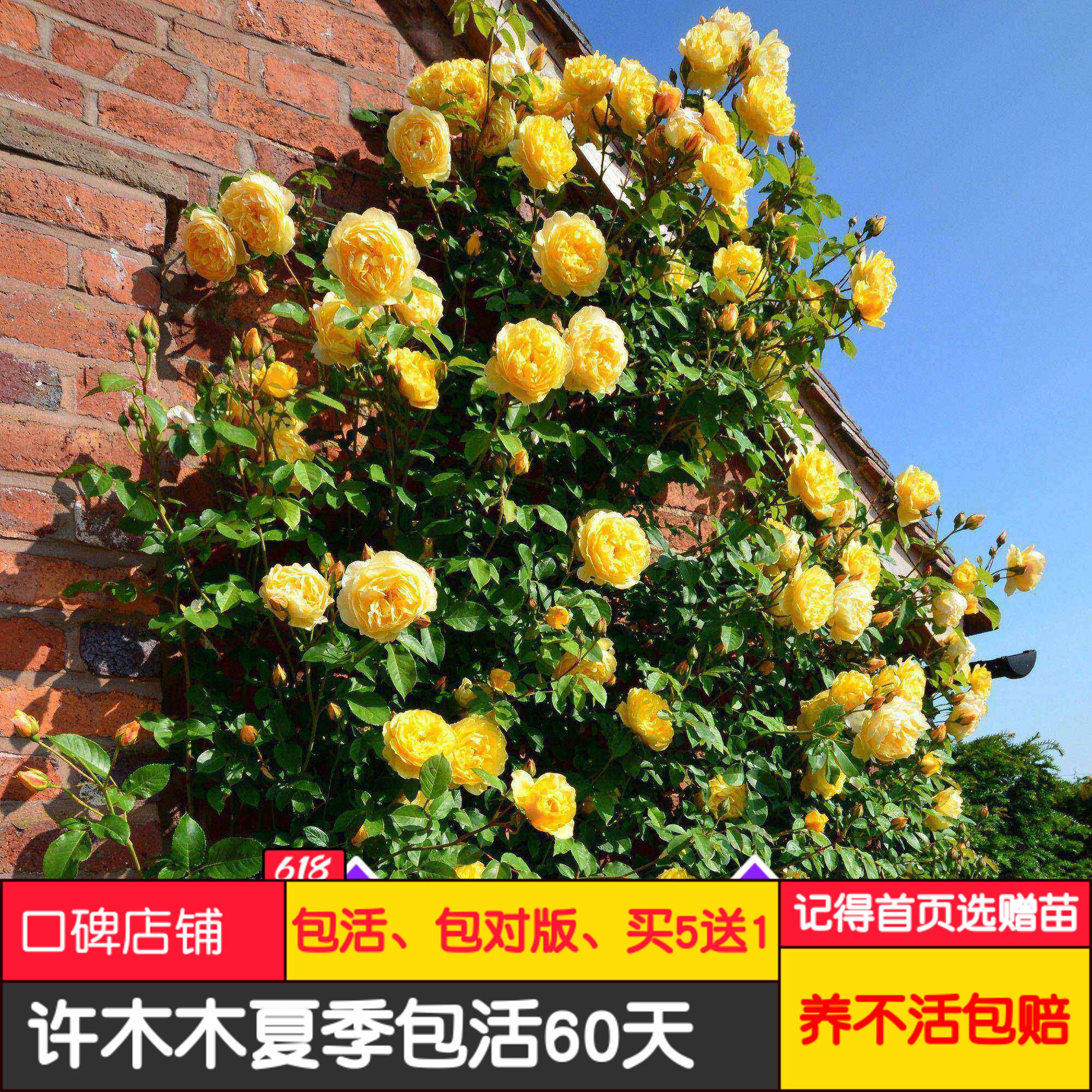 托马斯 大卫奥斯汀大型藤本月季苗爬藤月季花多季开花-许木木月季