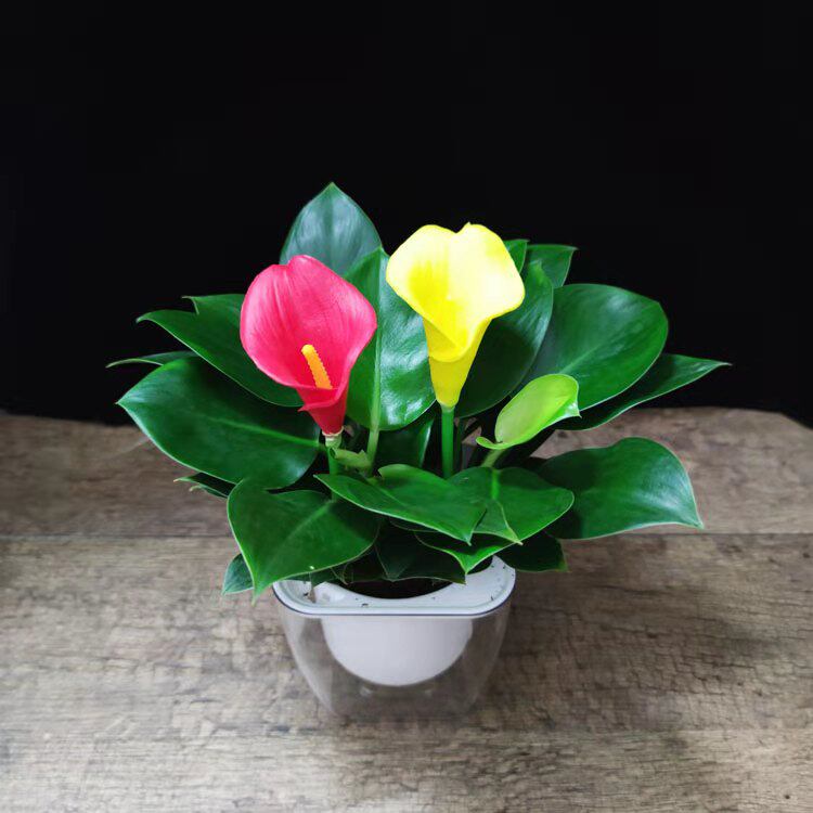金钻盆栽室内克二手烟除甲醛绿植花卉好养铂金钻水培植物绿公主